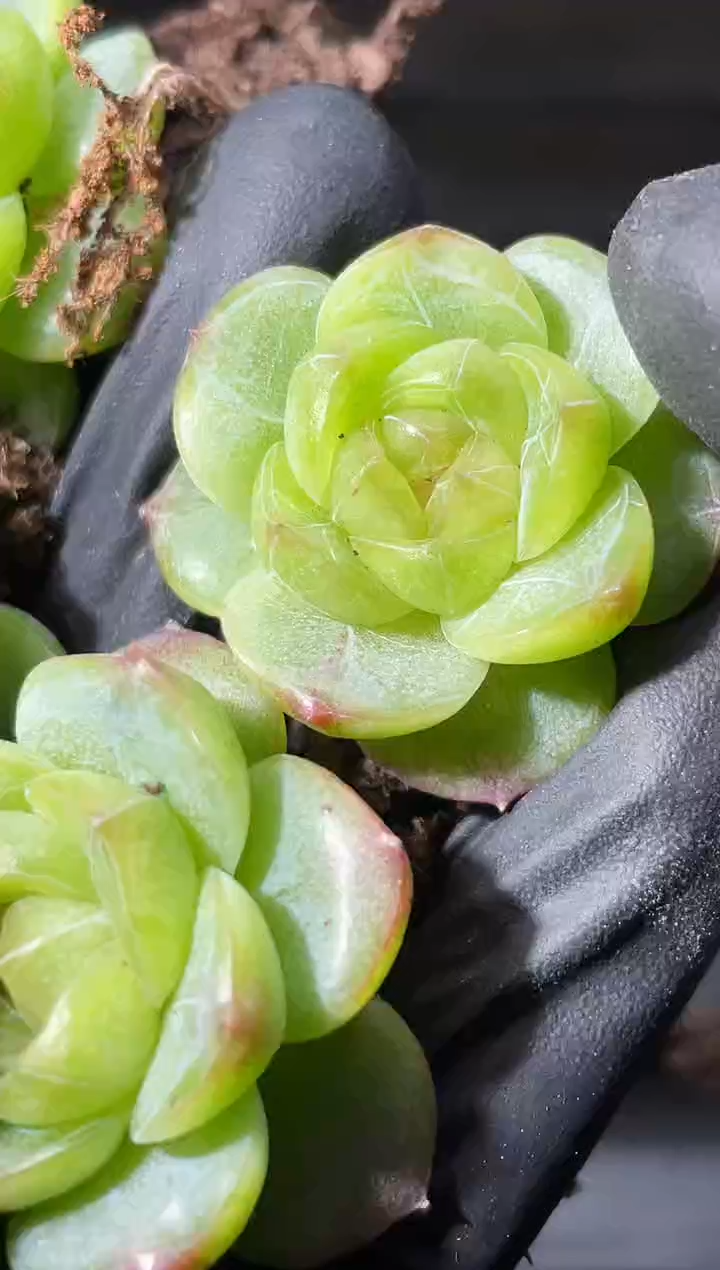 24-51青系列2-3厘米量拍发一颗