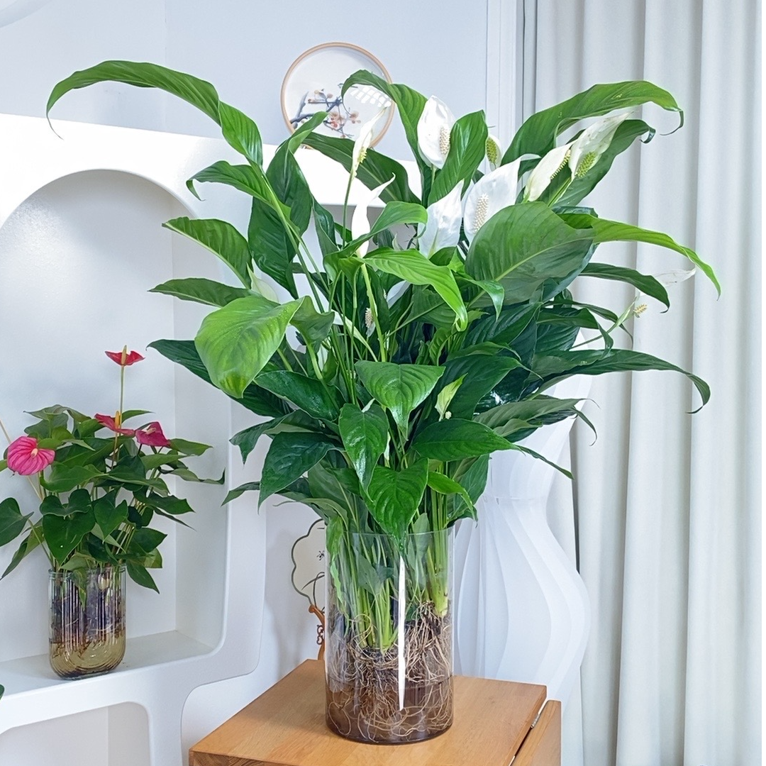 原盆水培100-120公分巨型白掌室内摆放净化空气，帆船手掌大小