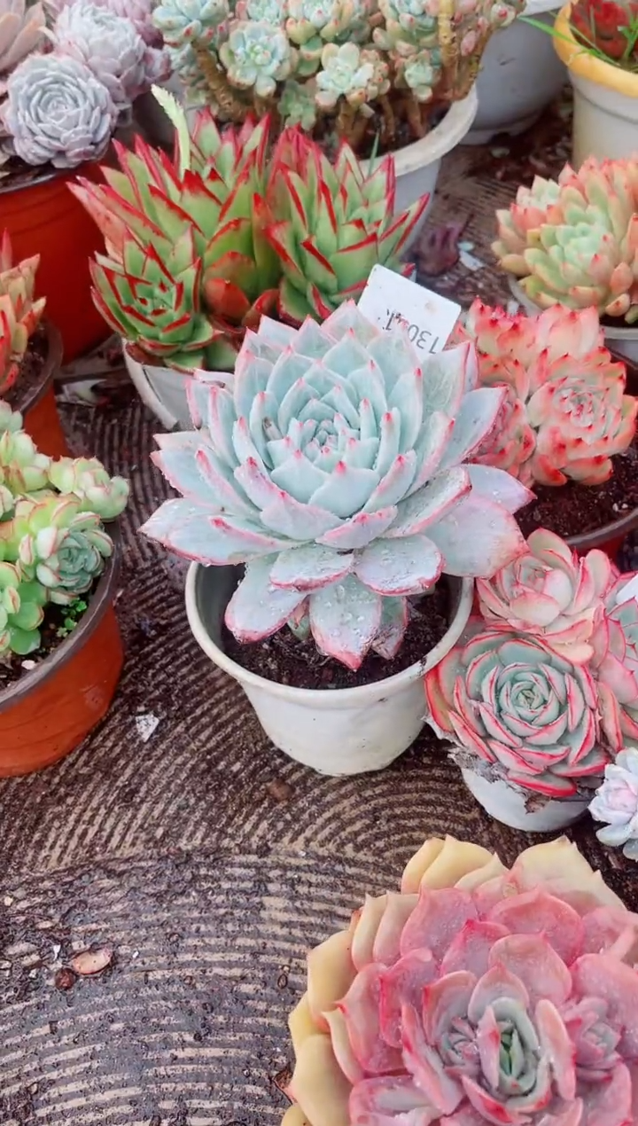 喜**华跃跃精品多肉13051