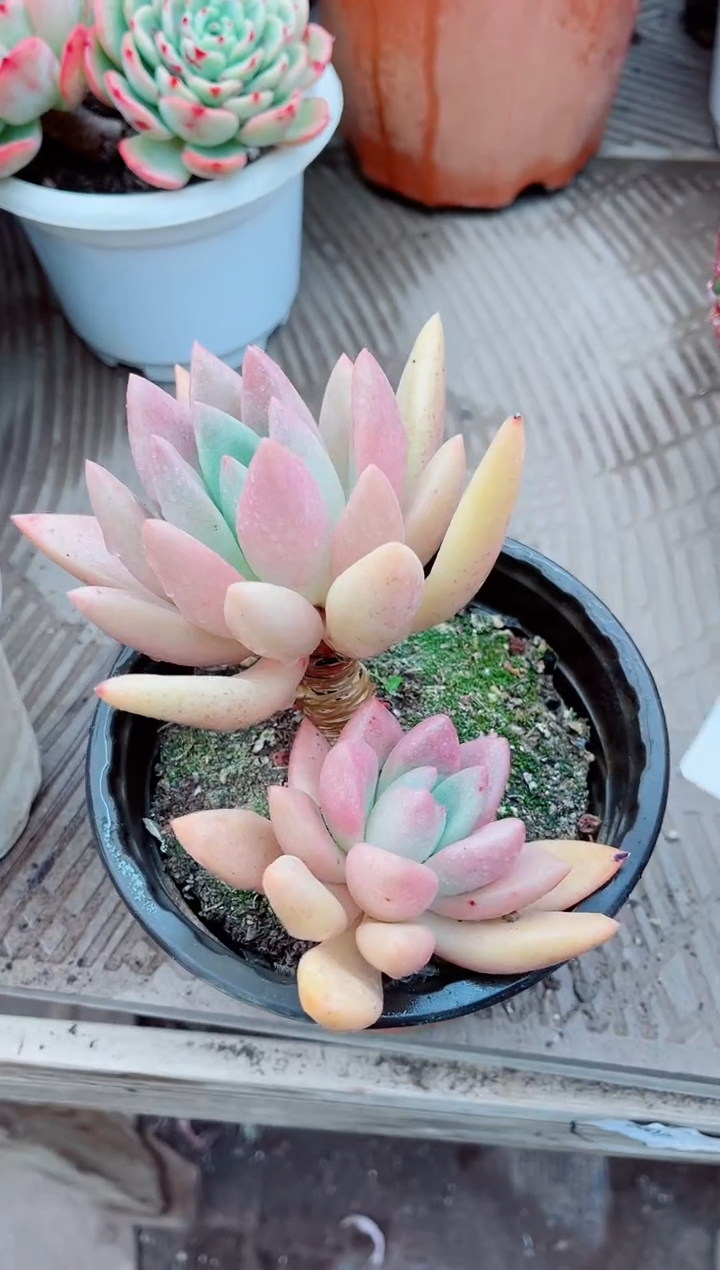 【闪购商品】06300多肉