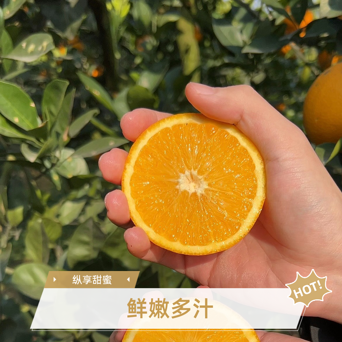 永兴冰糖橙脆甜多汁现摘现发顺丰包邮