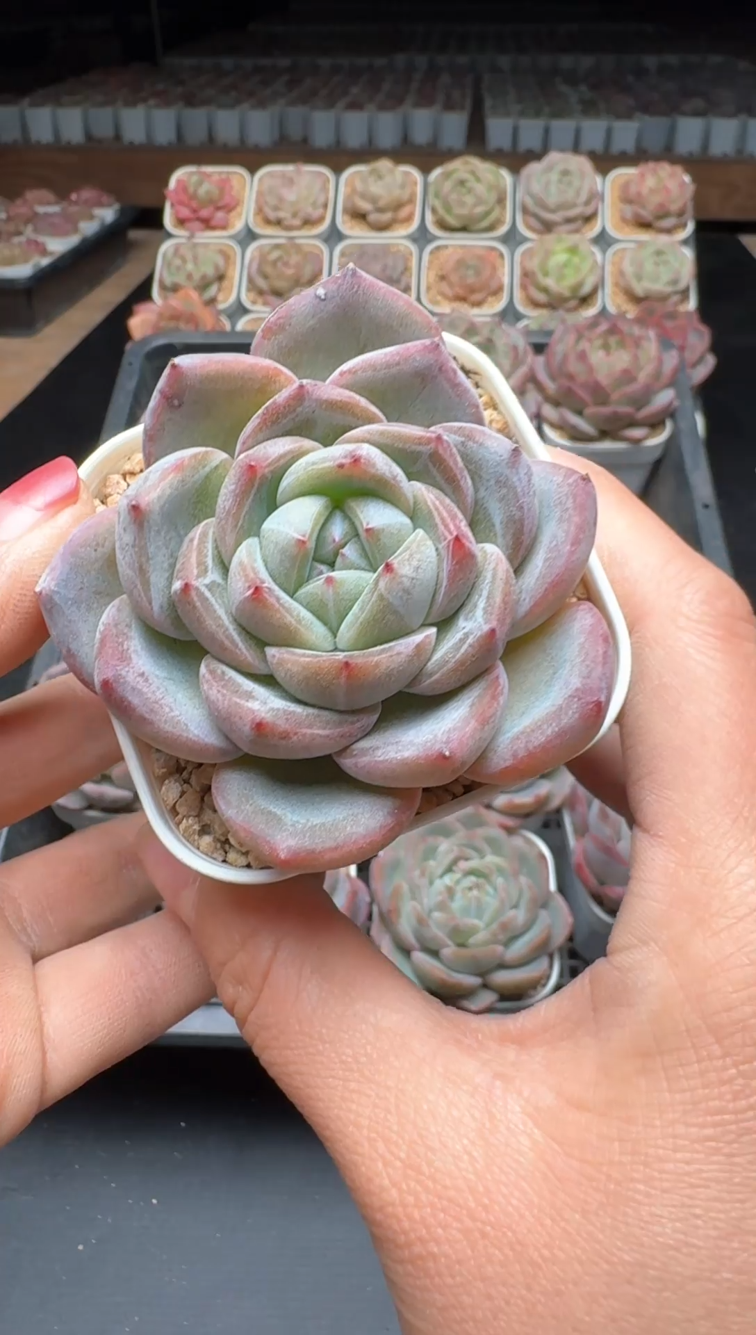 【闪购商品】962号一物一拍珍妮多肉花卉植物3颗起发