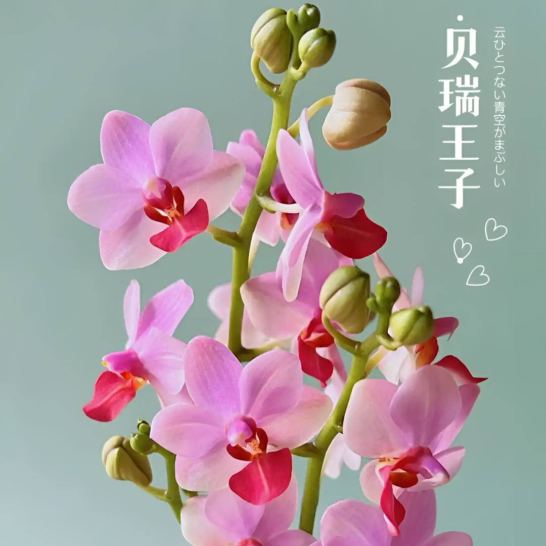 蝴蝶兰【贝瑞王子】精品兰花室内阳台办公室高端花卉耐养易活盆栽