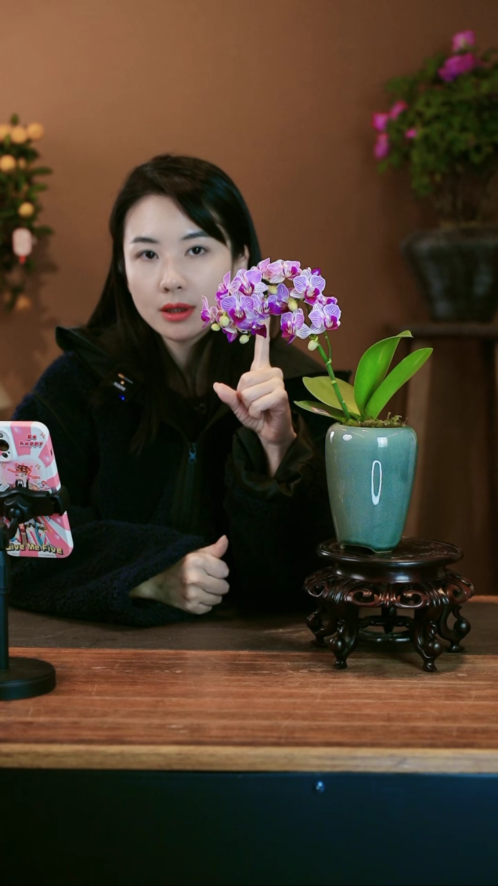 【闪购商品】盆景小仙女 灰