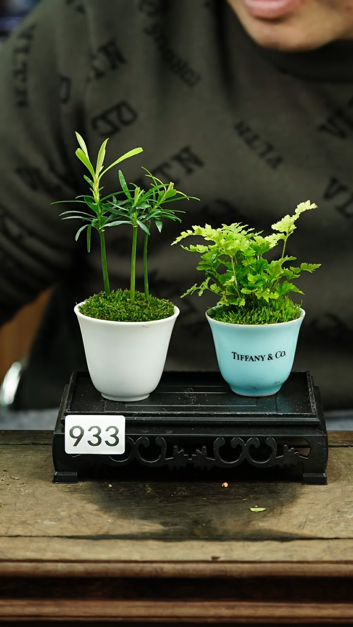 【闪购商品】苔藓微景观933号