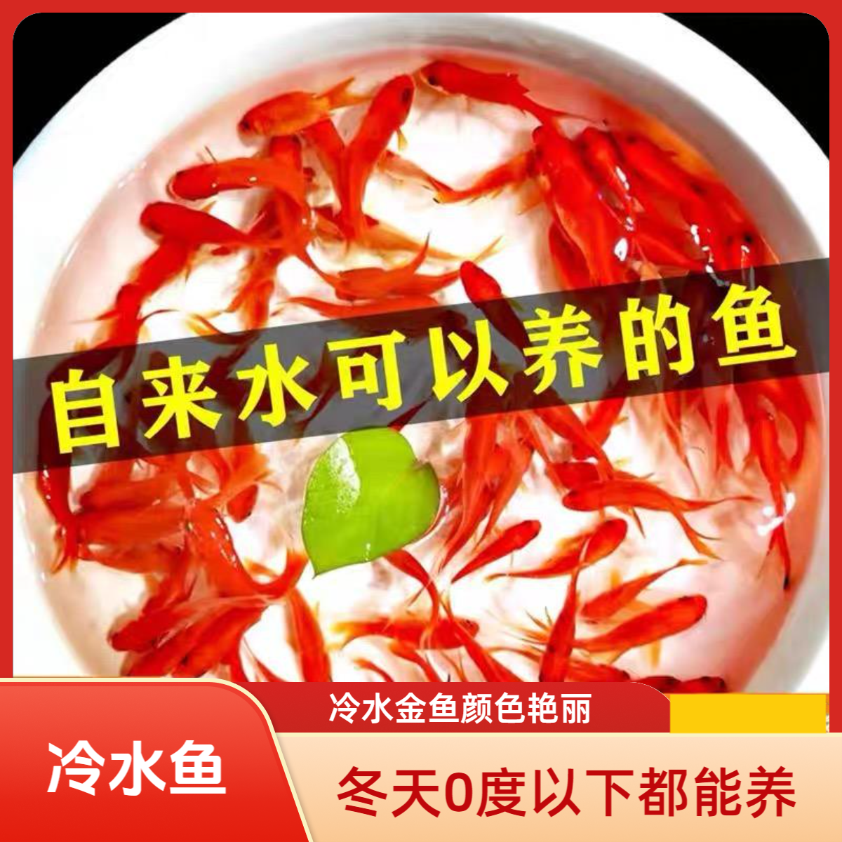【5-7厘米草金鱼】活鱼观赏鱼淡水鱼冷水鱼小型耐活活体小金鱼红