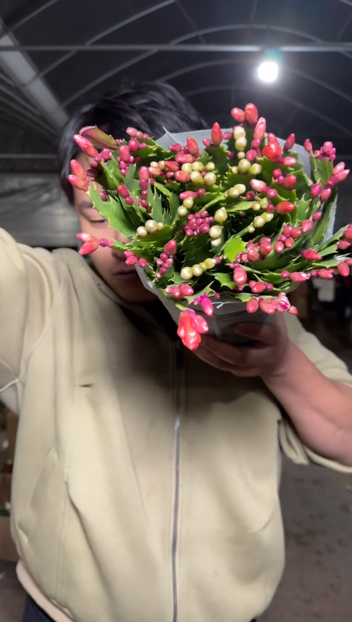 【带盆土】蟹爪兰【带花苞】