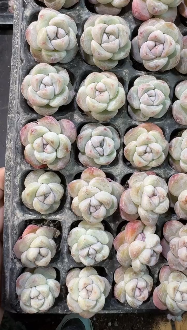 【闪购商品】-6号到手1框棵江北多肉