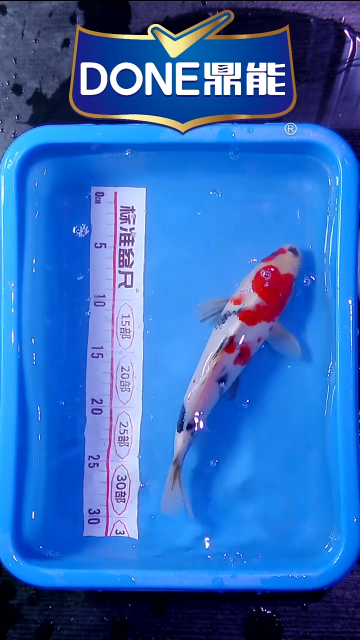 锦鲤鱼悦直播间菁选 对版发货 11号