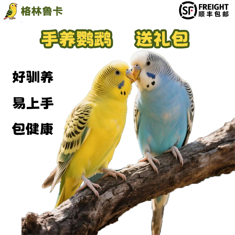 【顺丰包邮】会说话的彩色亲人宠物鹦鹉活体运输