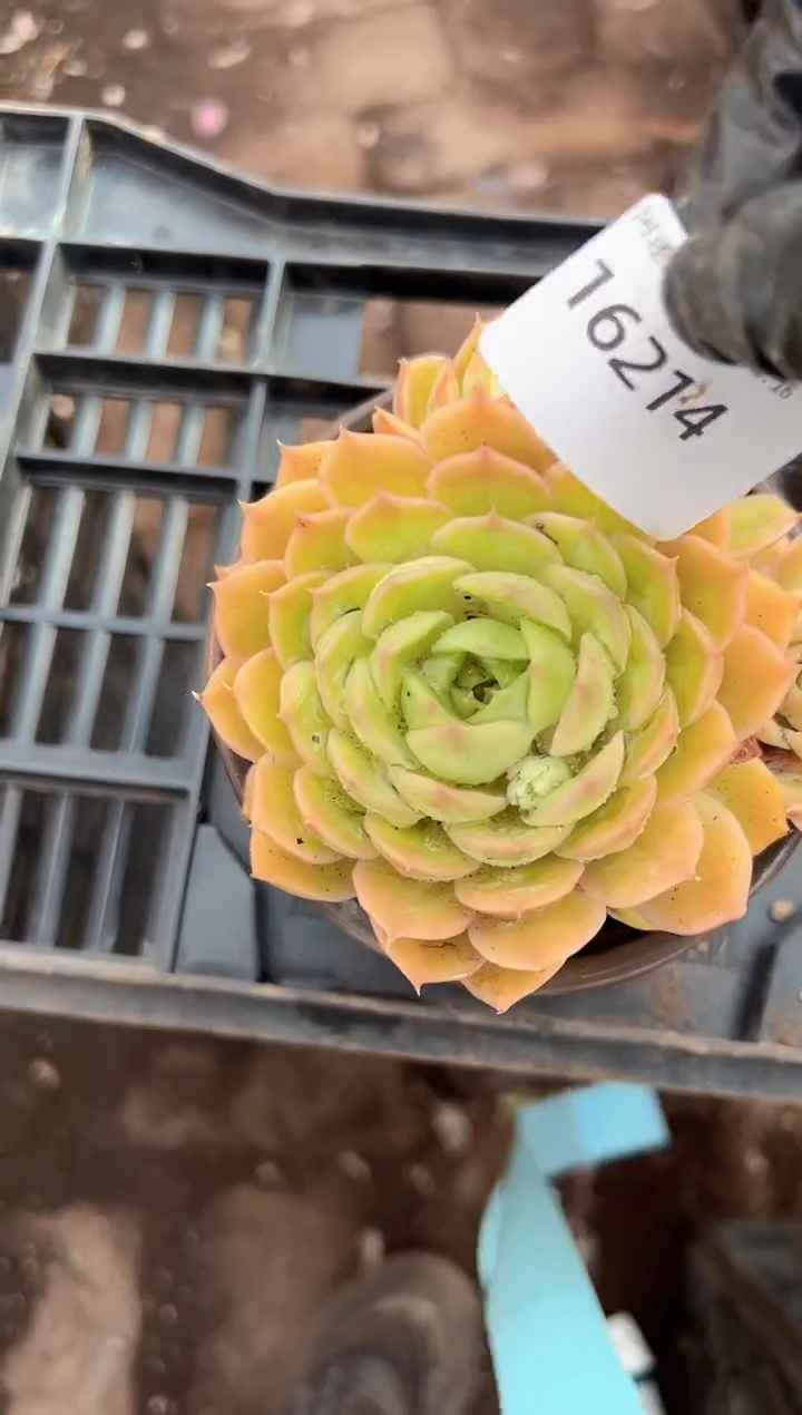 何**歌多肉植物一物一拍16214