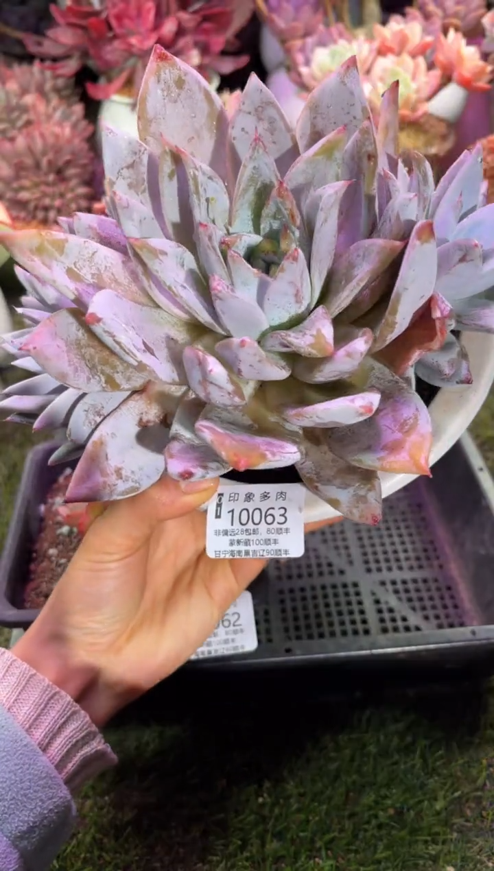 【闪购商品】10063