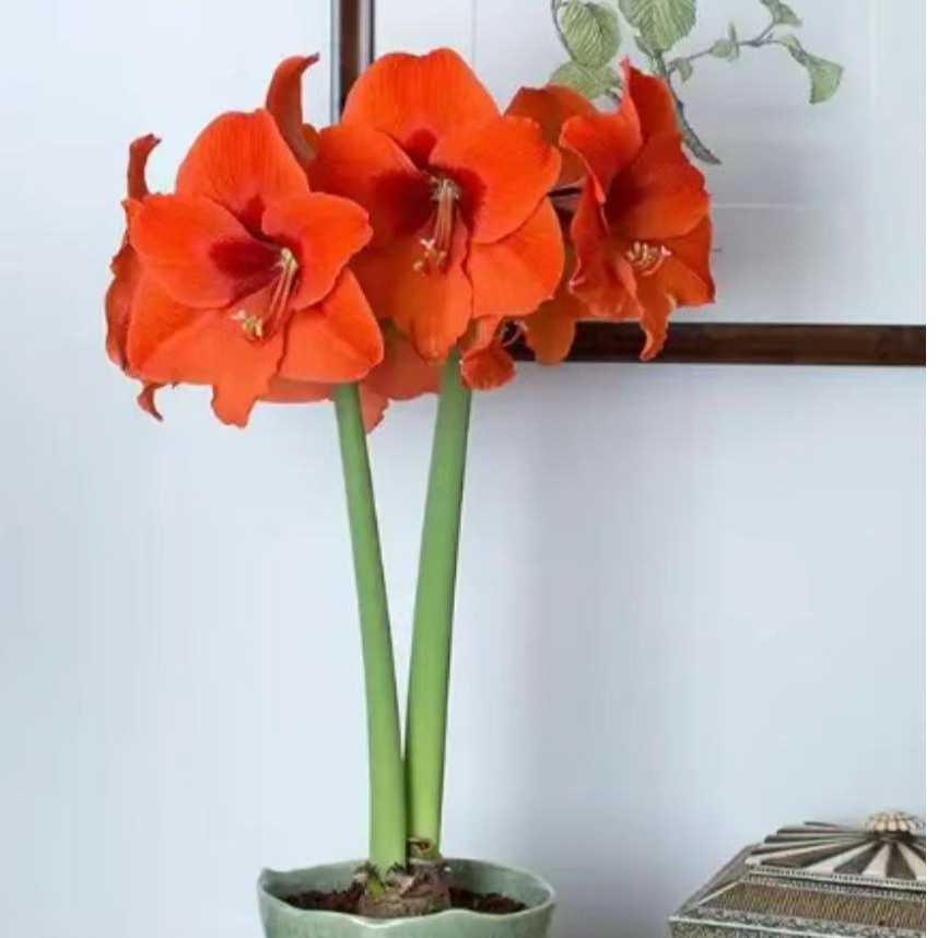 现货 单瓣【娜佳】朱顶红种球