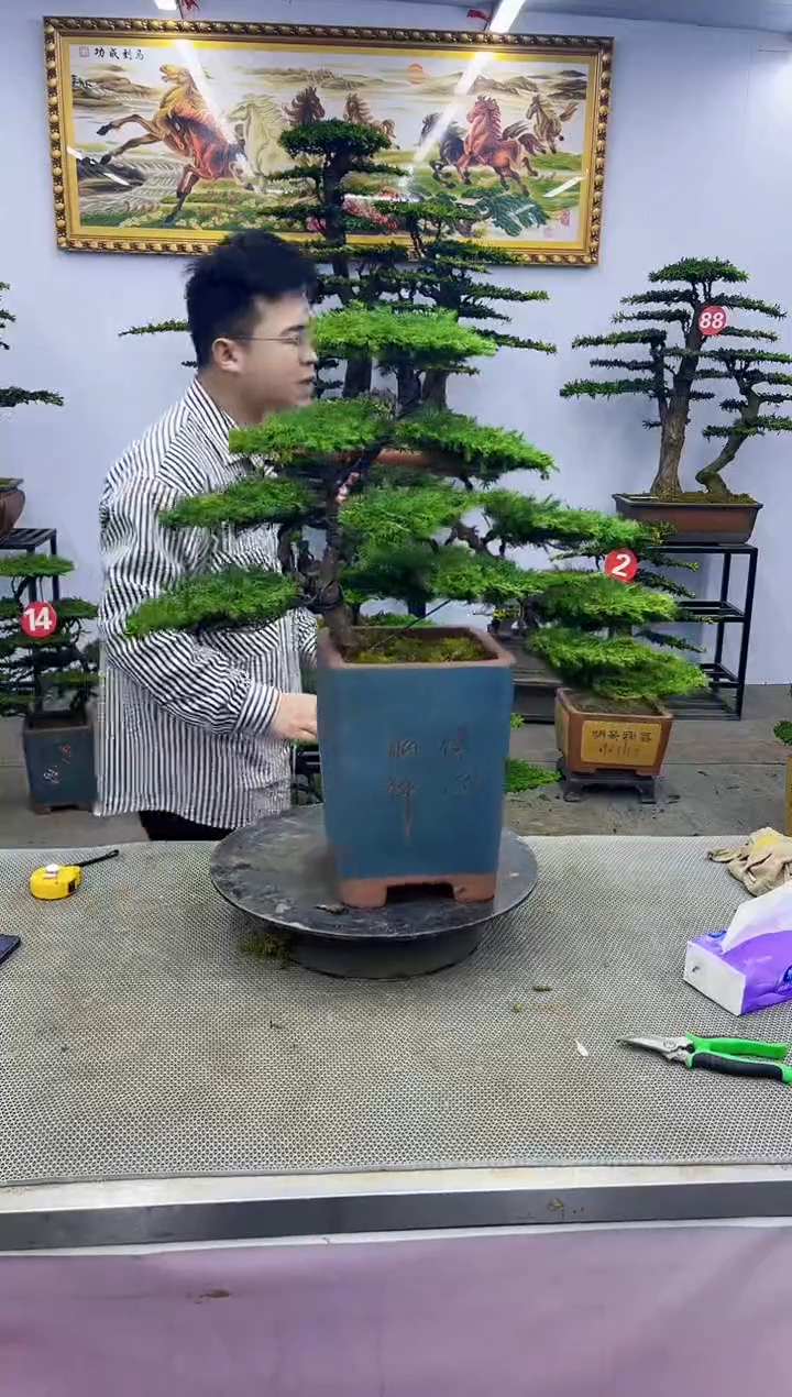 【闪购商品】八斗松/松类活物造型盆景，以直播间截图为啊啊啊啊啊