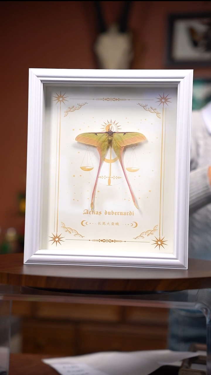 Z187     长尾大蚕蛾    微瑕  拍下不退不换 