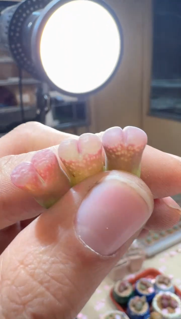 162多肉植物肉锥粉芭蕾一颗