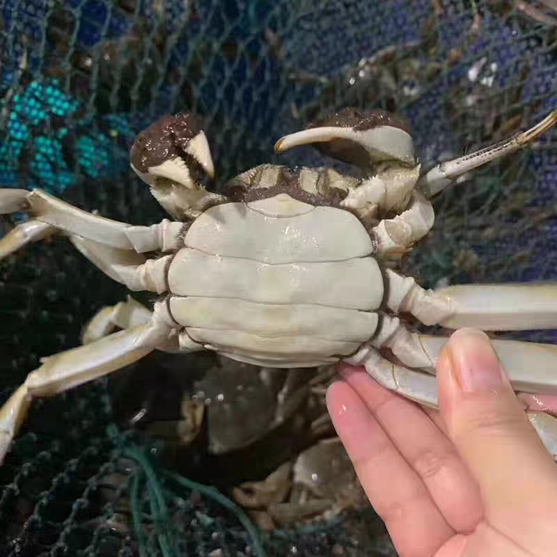 （包活蟹）固城湖大闸蟹2两4两公蟹母蟹自选3斤装约6-12只
