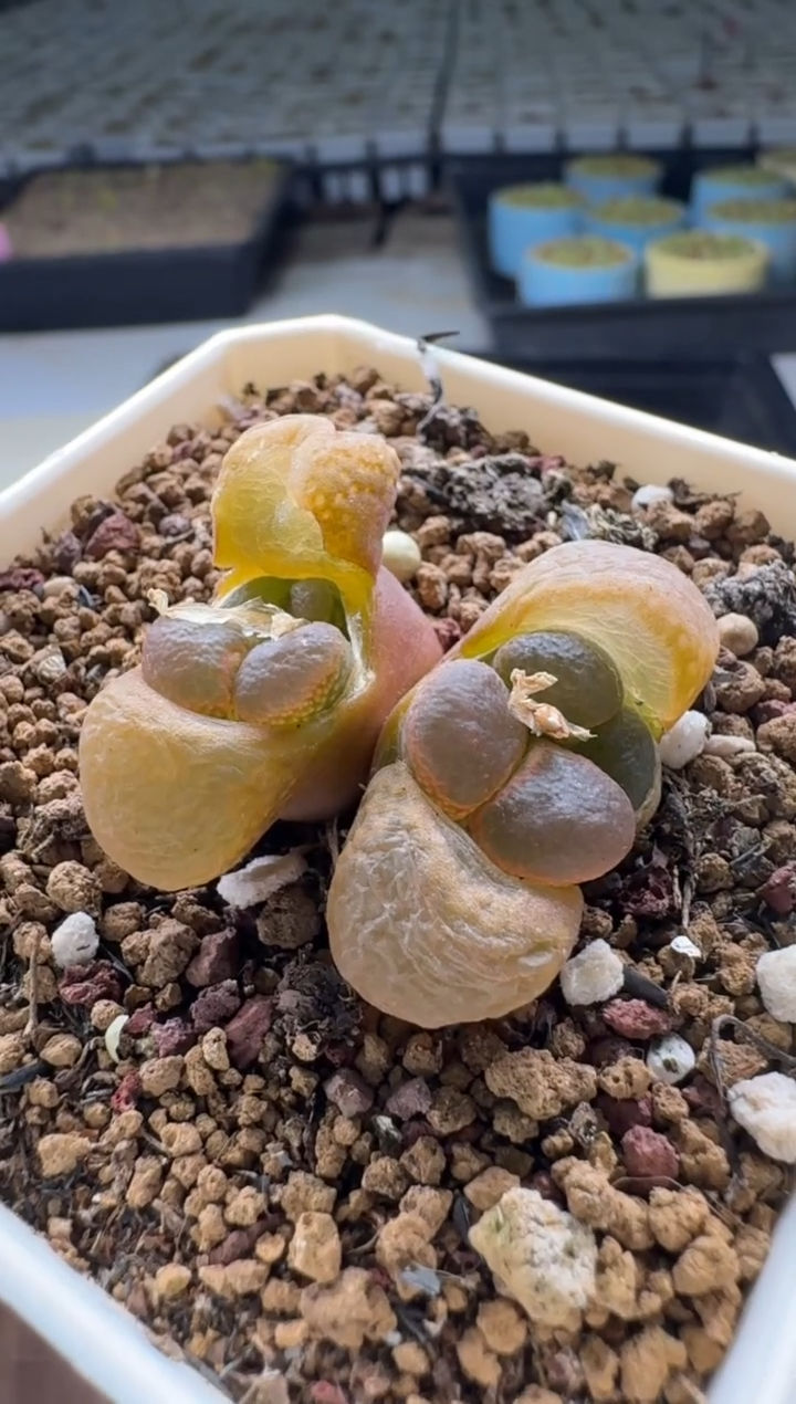 【闪购商品】15-130