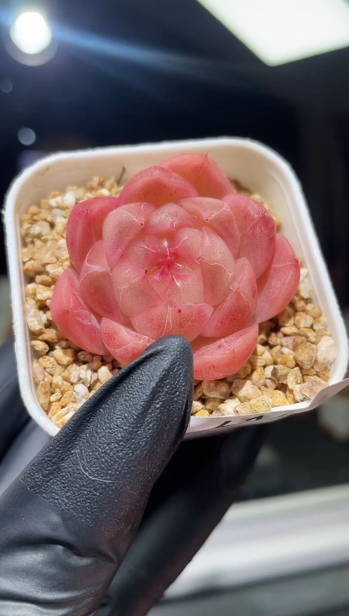 闪购614 池中物多肉一颗 3.8-4厘米