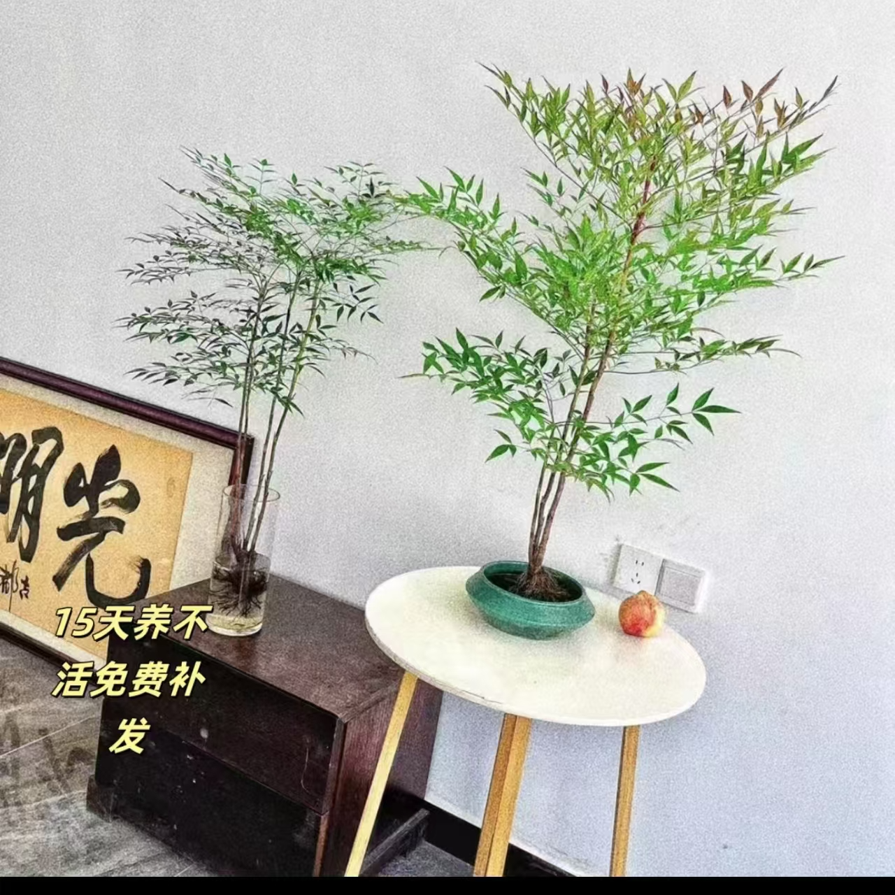 【带根发货】南天竹水培土培植物盆栽花卉风室内外绿植好养庭院