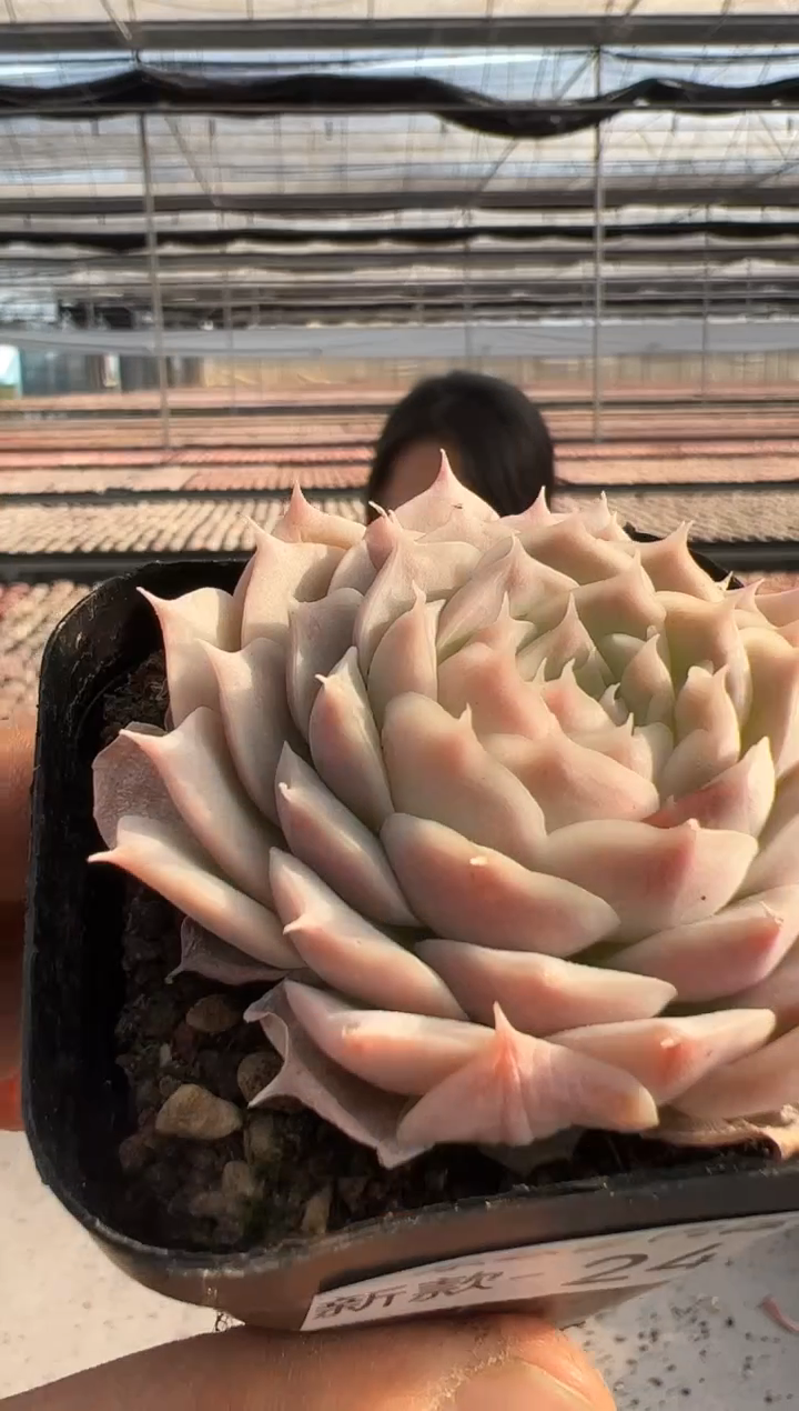 【闪购商品】新款多肉-243