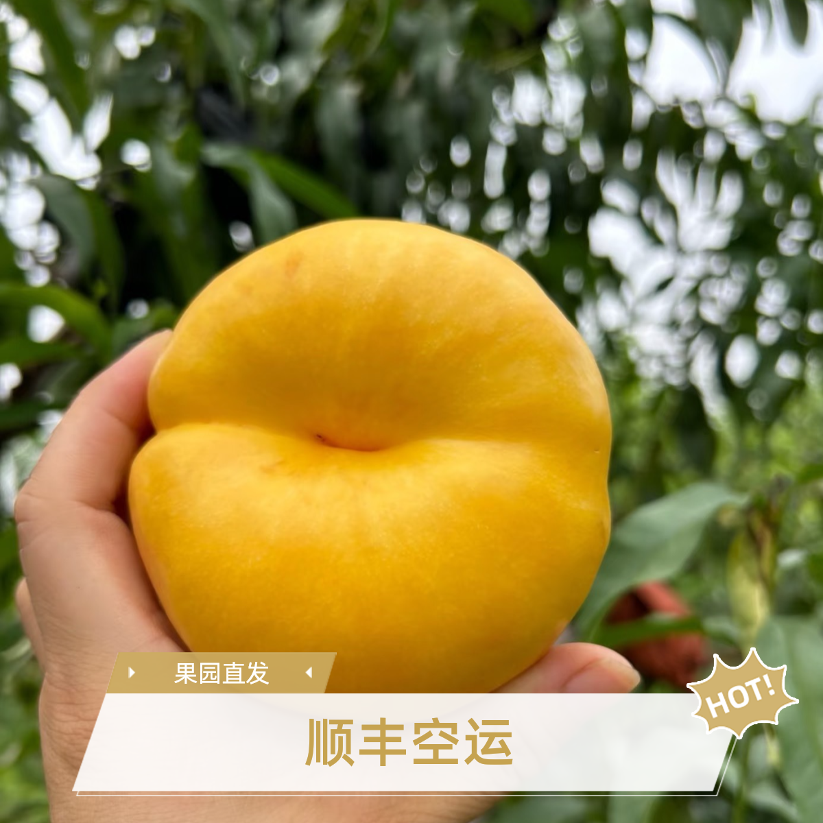 【顺丰空运/次日达】五斤黄金油蟠桃果园直发偏远地区或送礼优选