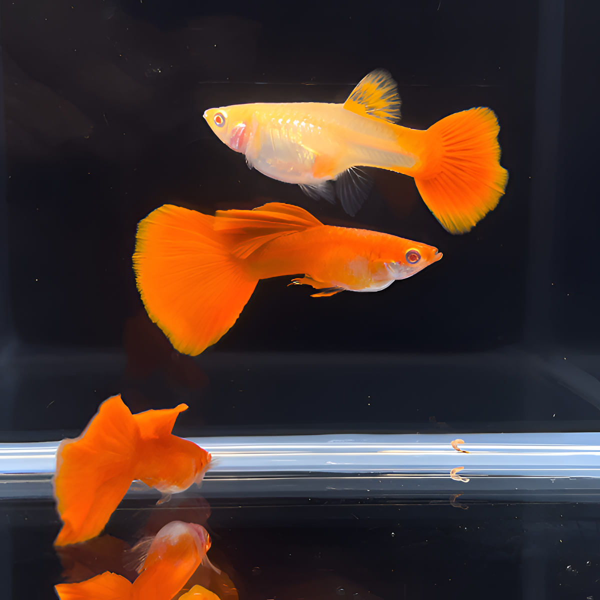 大背血红孔雀鱼全红白子热带纯种活鱼淡水小型好养观赏鱼胎生鱼