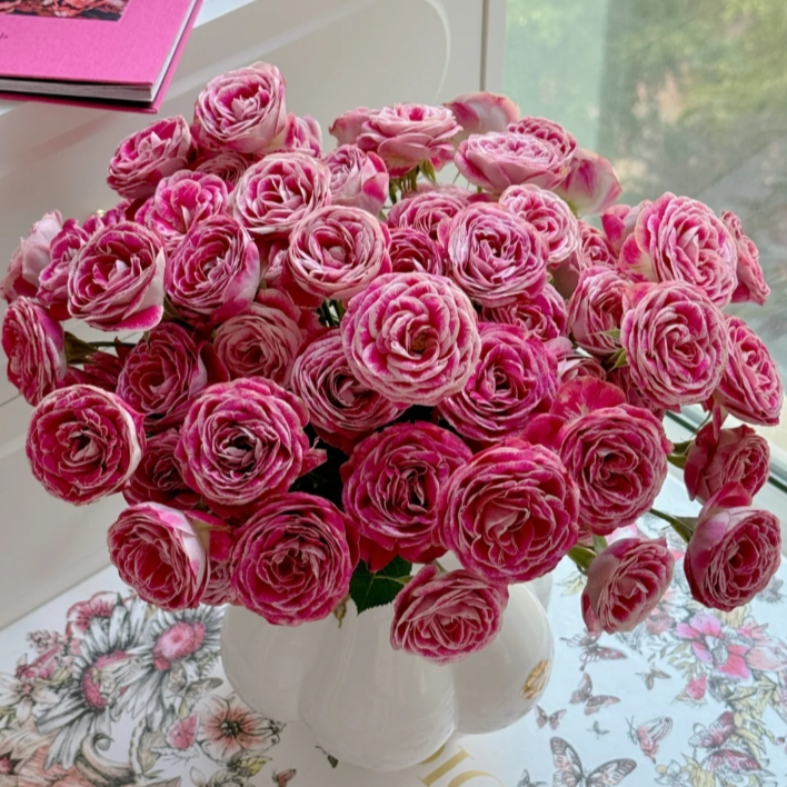 【今喜花舍】（多头）油画多头玫瑰0°以下地区记得拍保温棉哦！！！