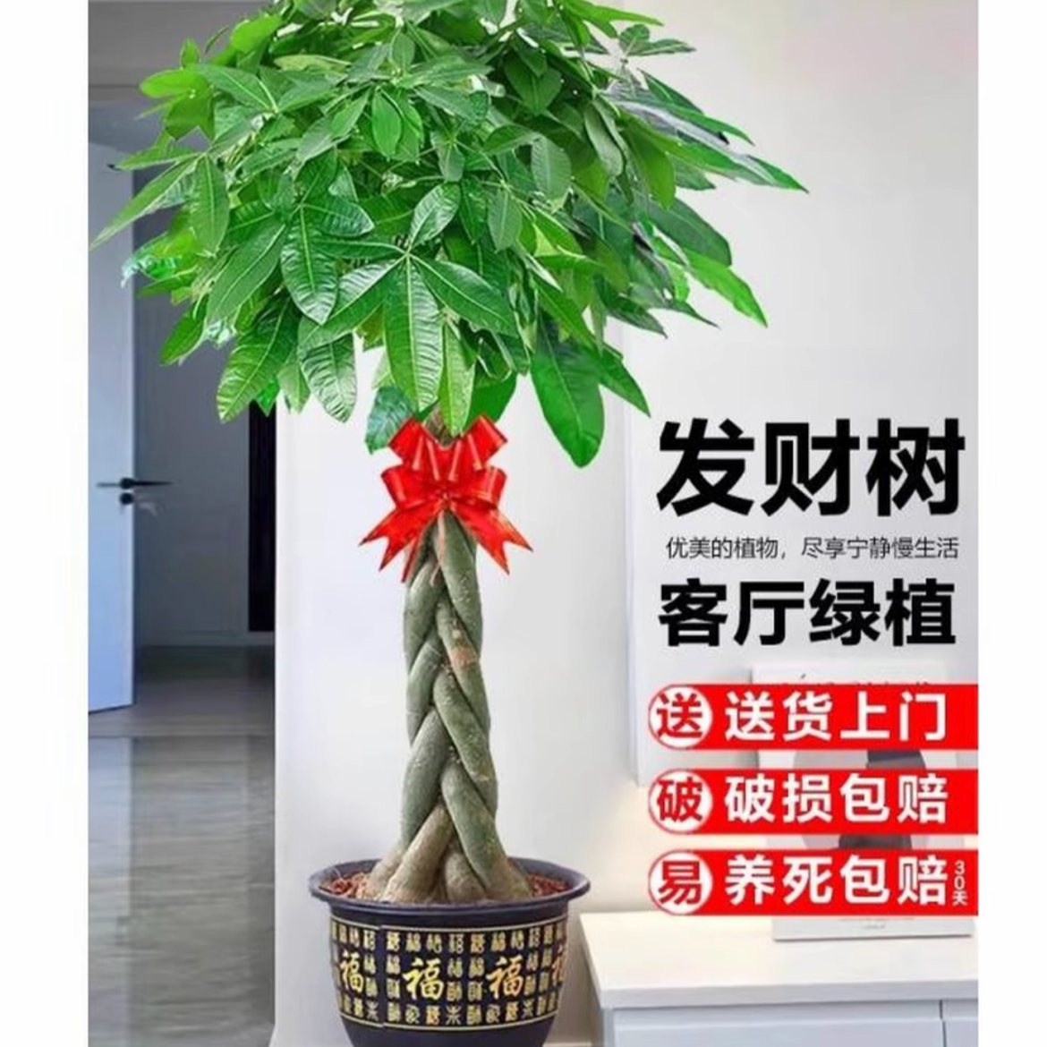 【送货上门】1.3-1.5米辫子发财树客厅办公室室内外绿植盆栽植物