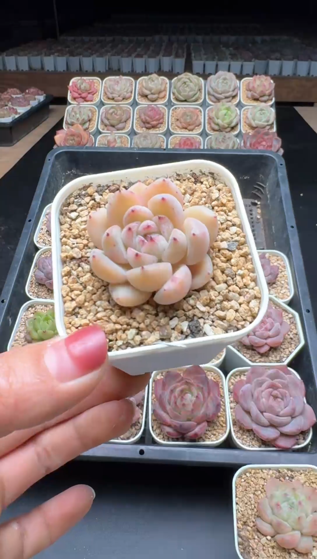 【闪购商品】865号一物一拍珍妮多肉花卉植物3颗起发