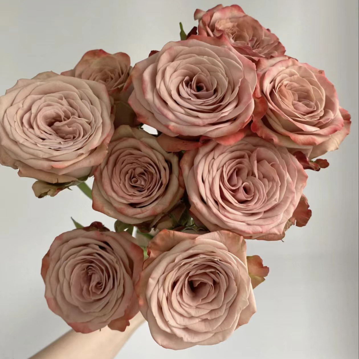 【卡布奇诺玫瑰】云南直发玫瑰鲜花两单京东冷链包邮