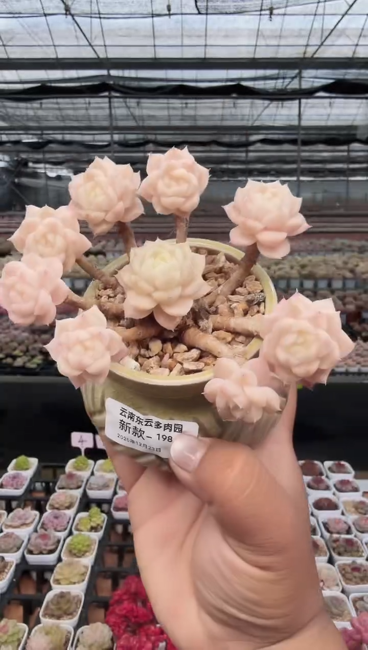 东云多肉园新款-198