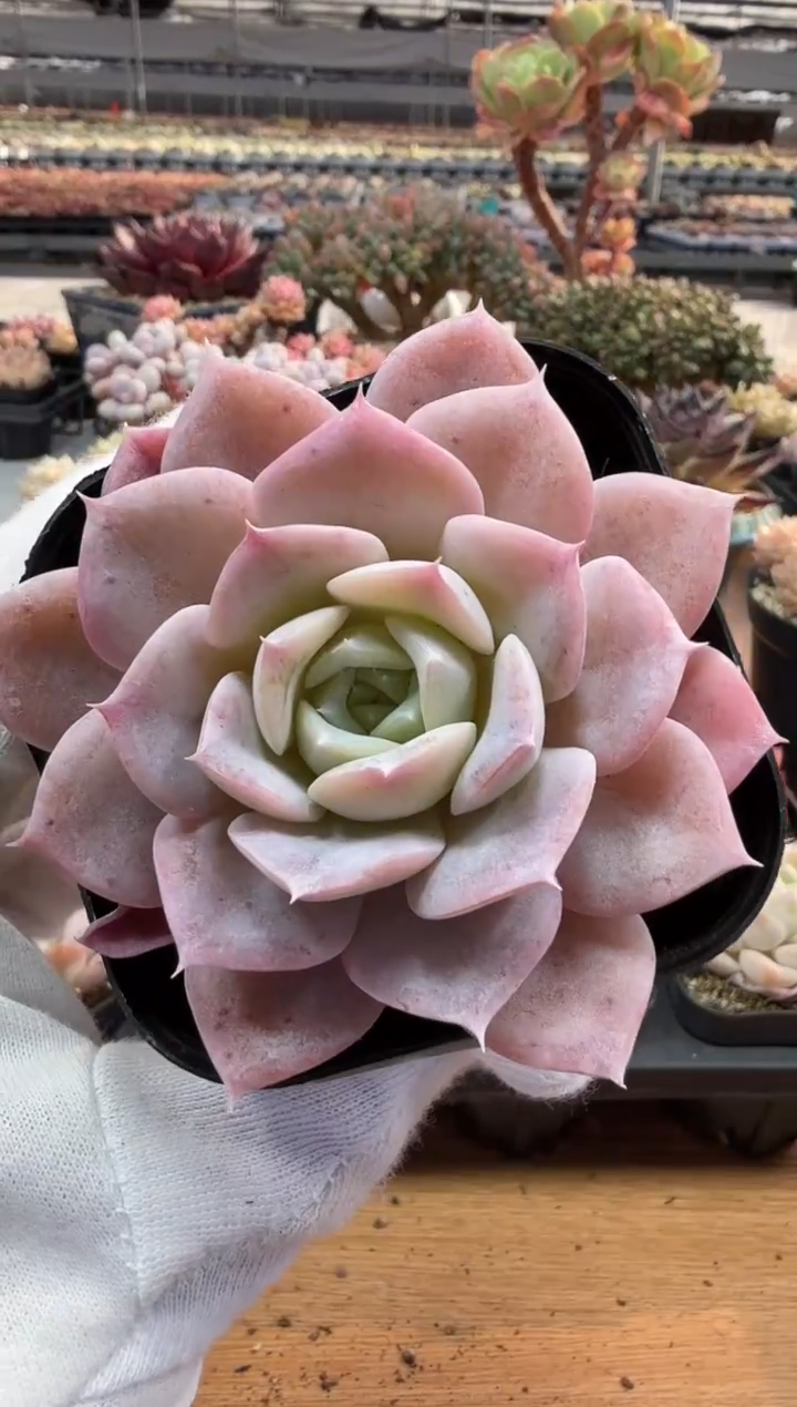 东云多肉园二店-148