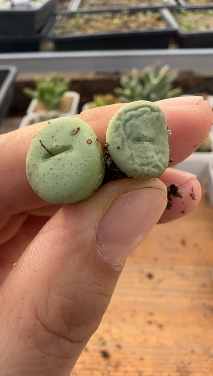 【闪购商品】9-292