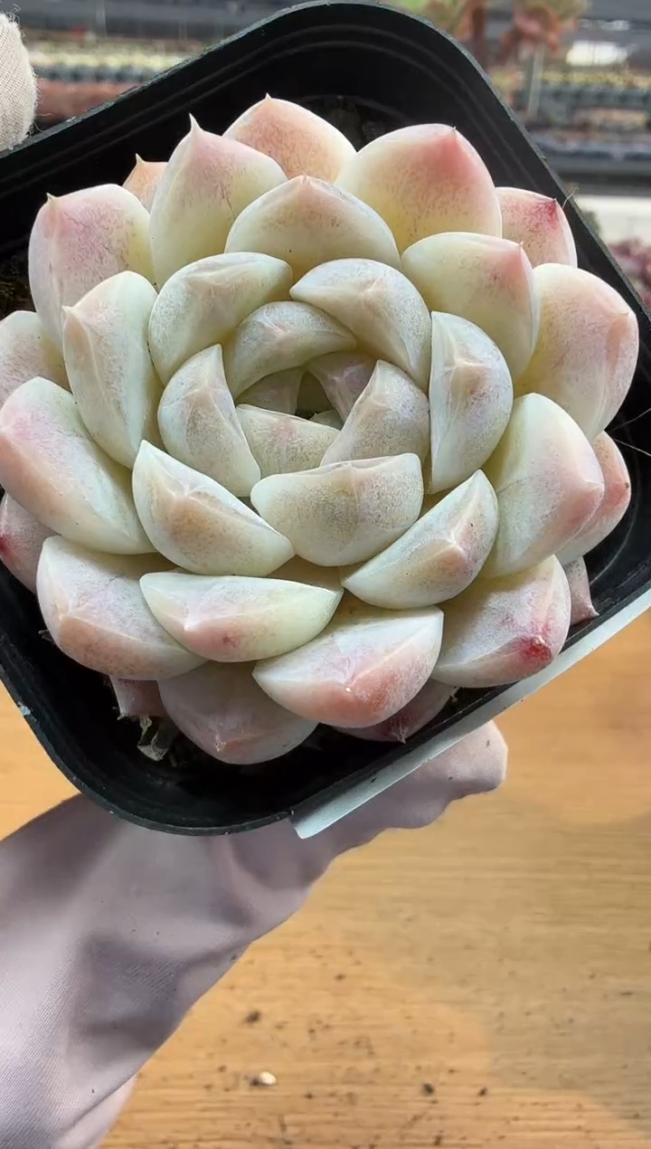 东云多肉园二店-260