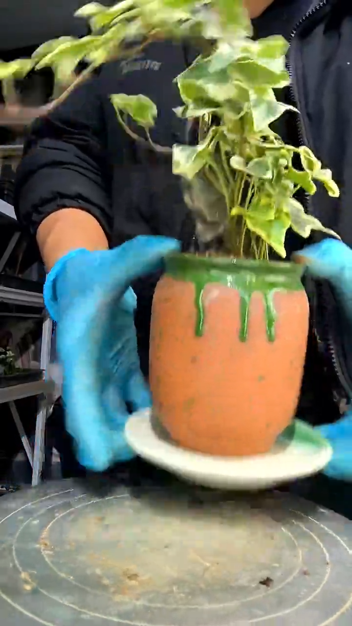 送***W中青园艺一物一拍花8