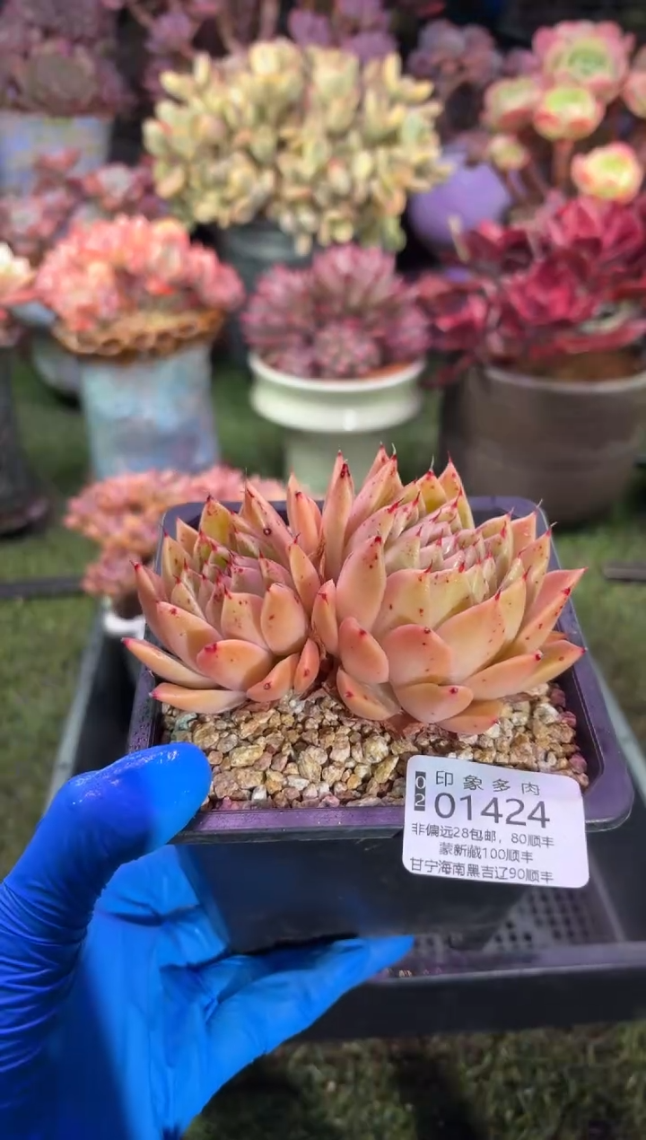 【闪购商品】01424