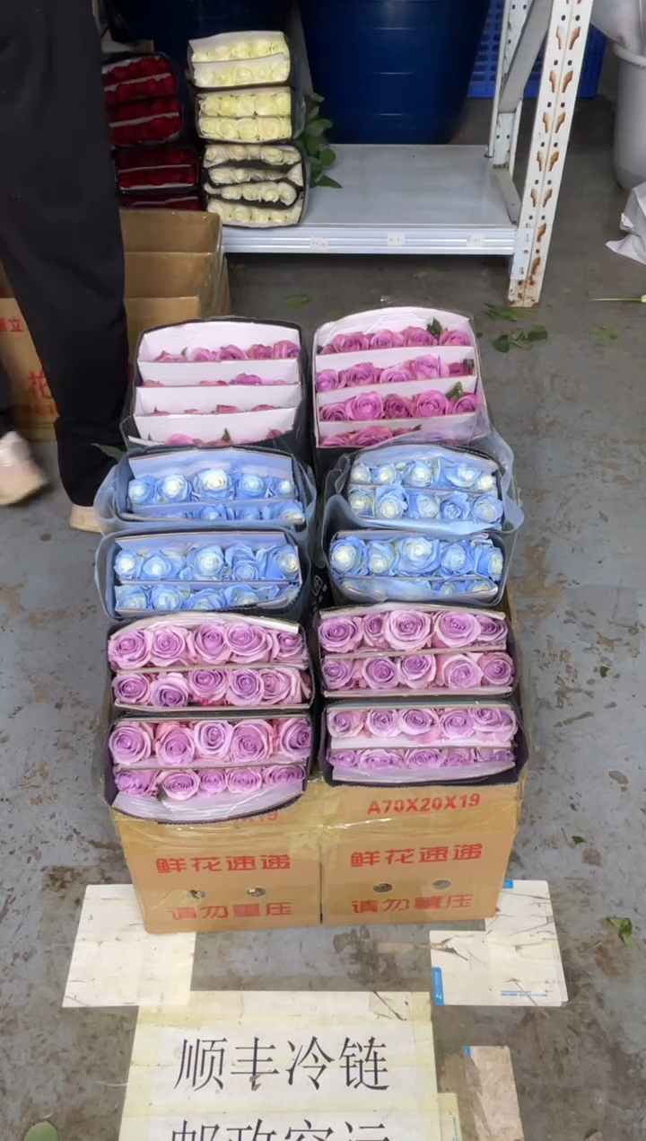 紫霞20枝+海洋之歌20枝+碎冰蓝20枝