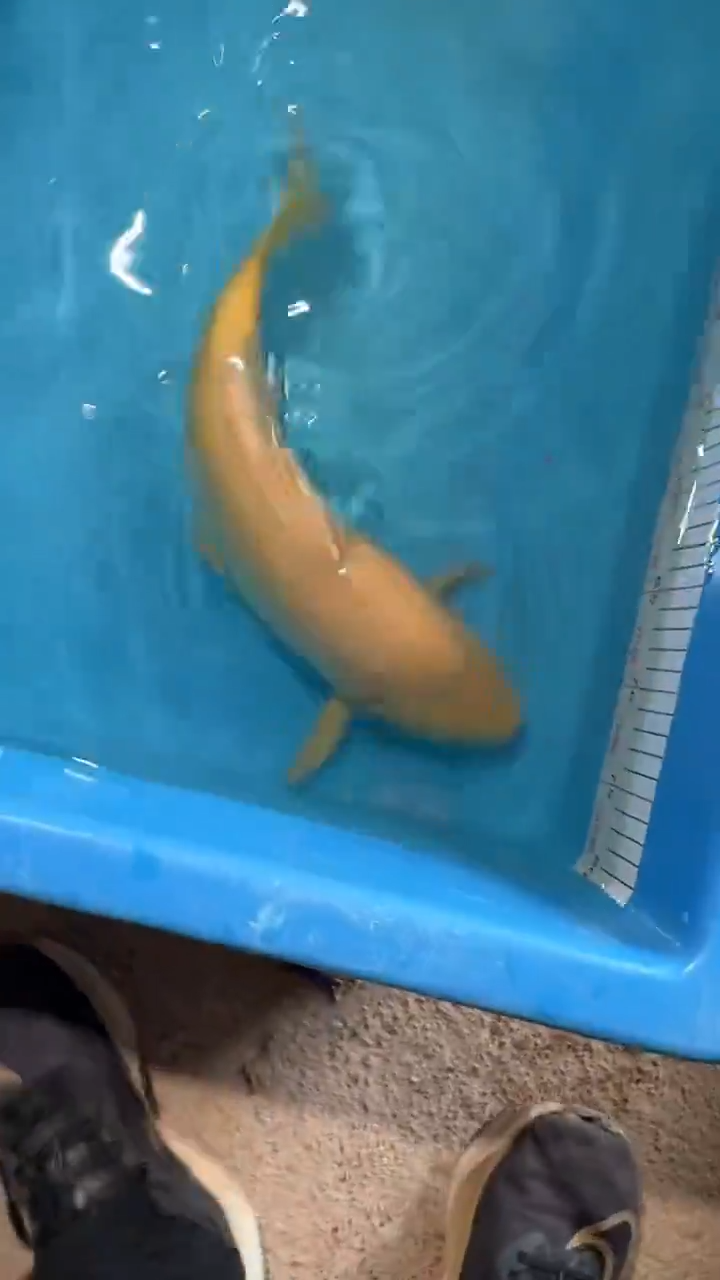 锦鲤太饱进口锦鲤36cm-45cm不包邮到付