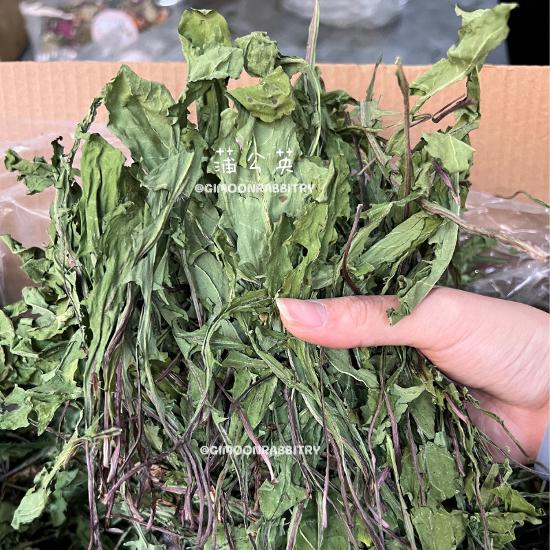 25年新蒲公英兔草夏季降暑龙猫荷兰猪兔子保健零食草