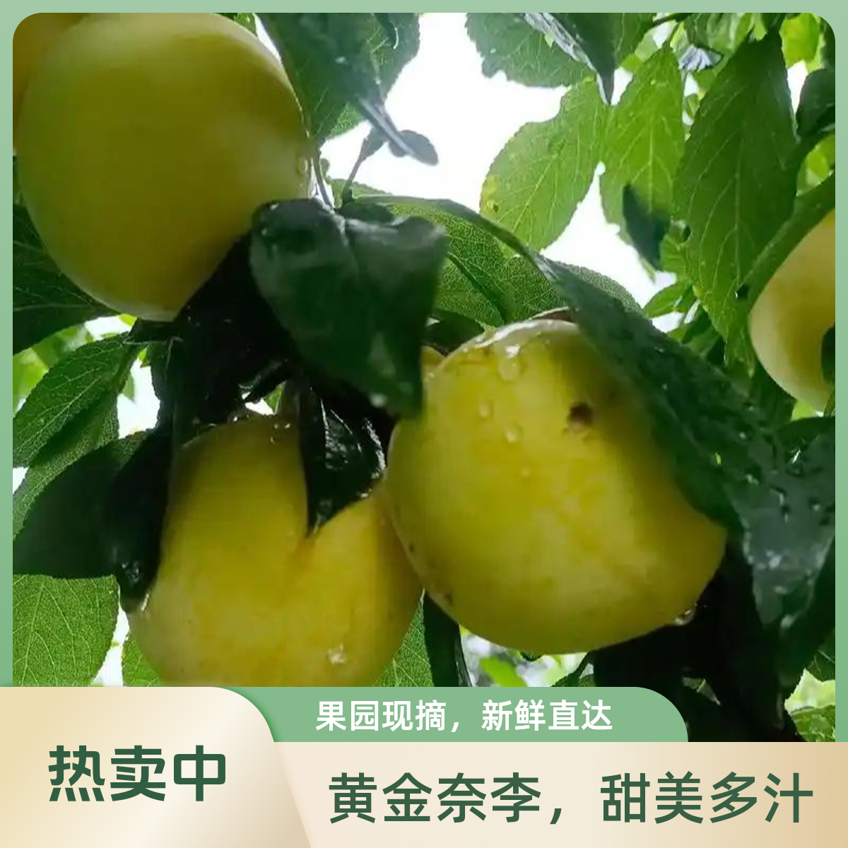 石峨御黄李子现采现摘/京东小时达专线北京市