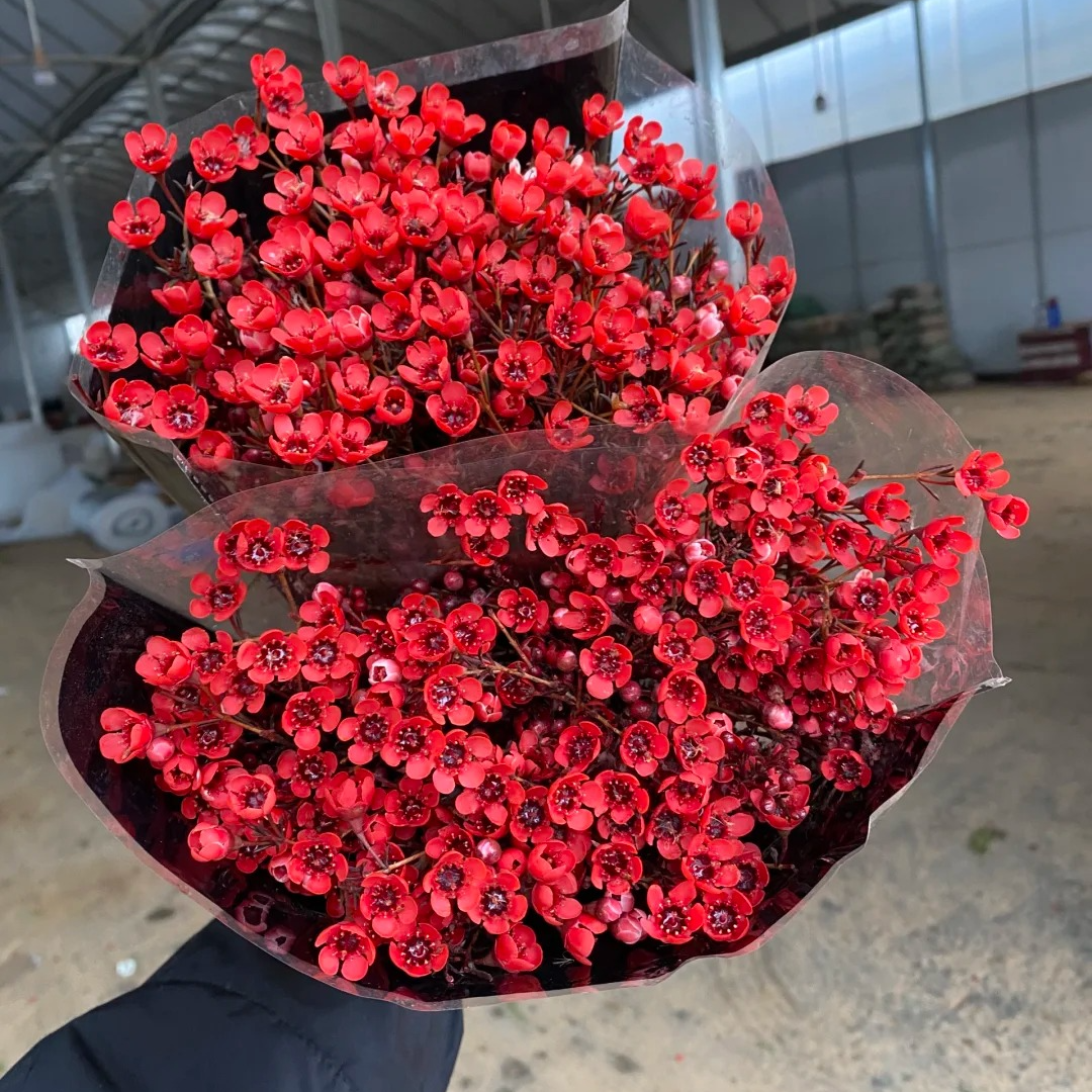 【红色吸色澳梅 5-8支】鲜切家居生活鲜花今天拍明天到