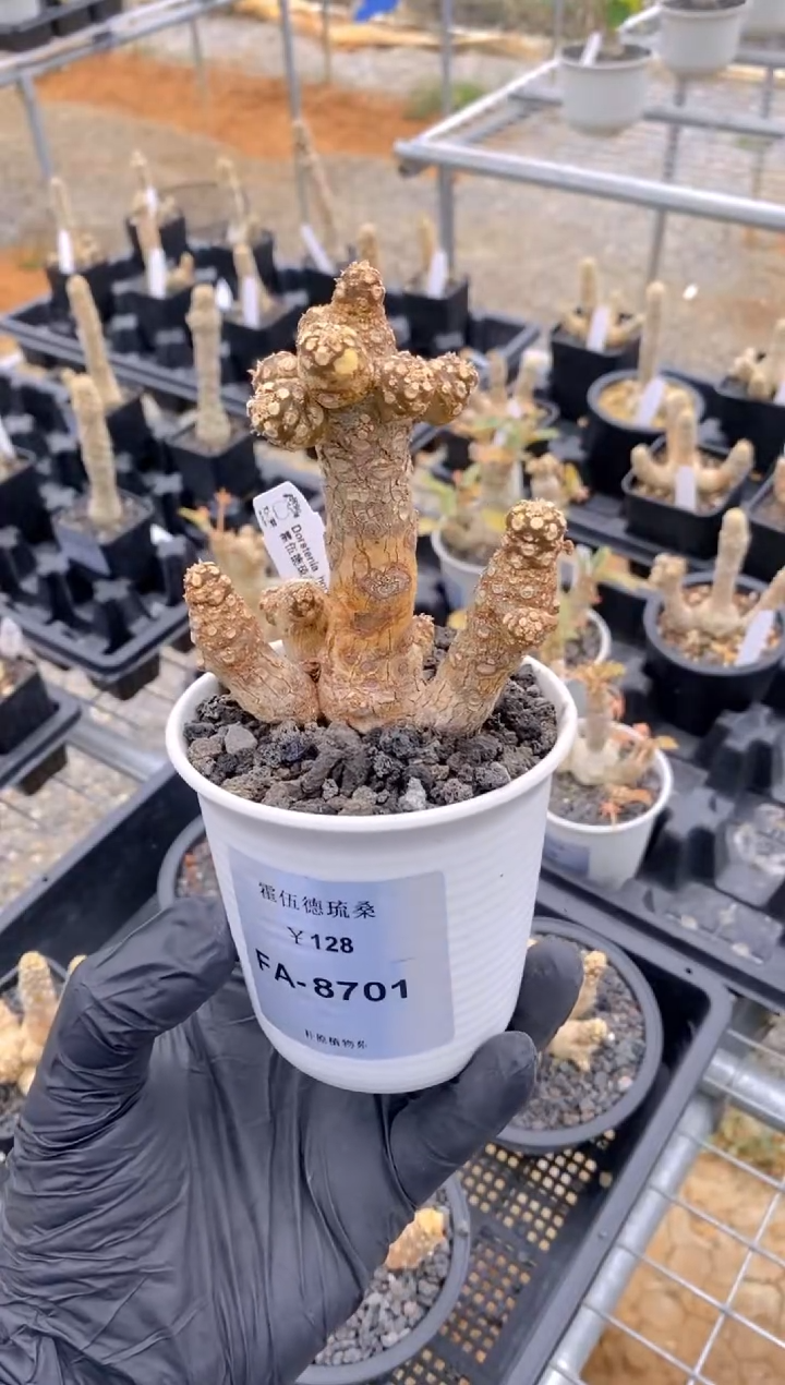 【闪购商品】霍伍德琉桑F-A8701