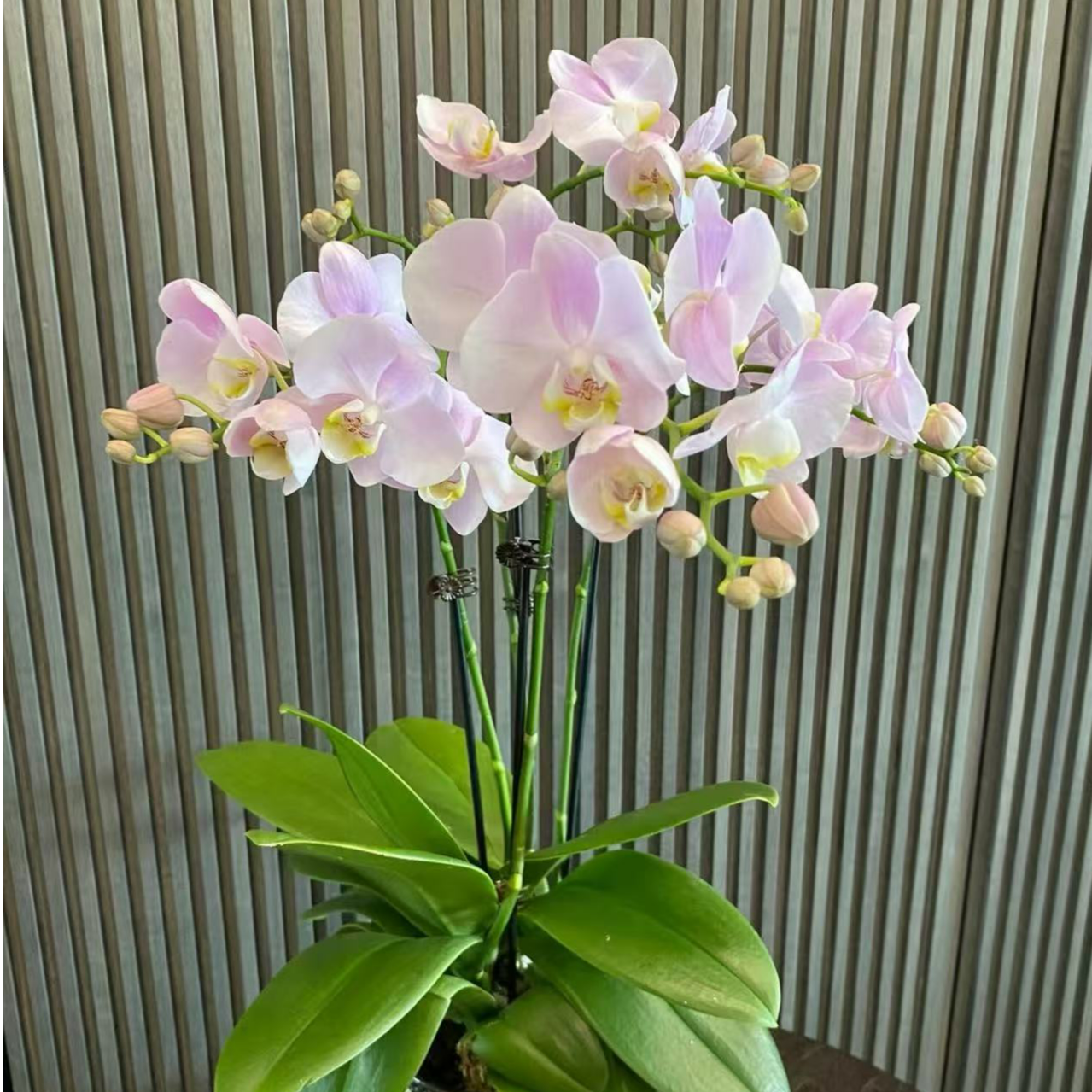 兰蝶汇【天使】蝴蝶兰