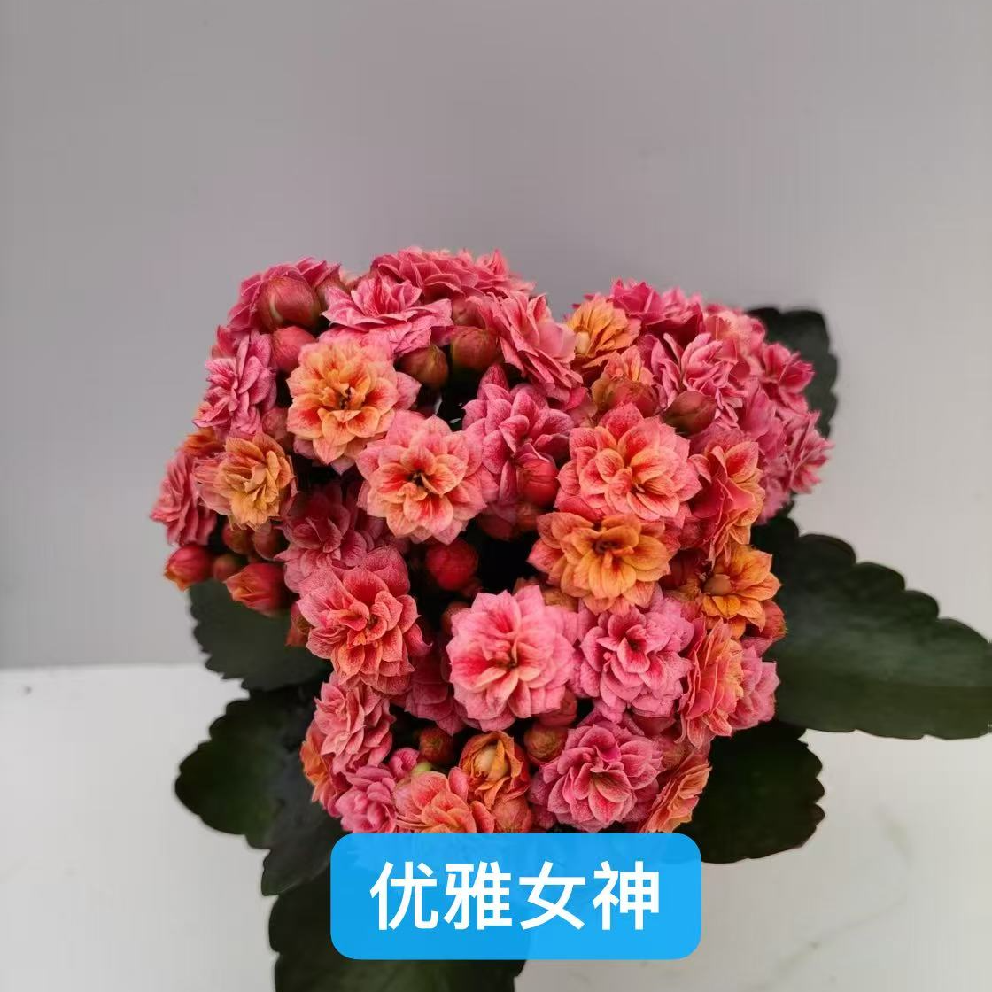 110优雅粉长寿花  