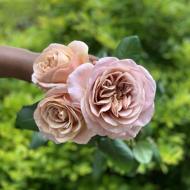 天狼月季 拿铁咖啡 多季杂交茶香月季阳台庭院花卉盆栽阳台月季