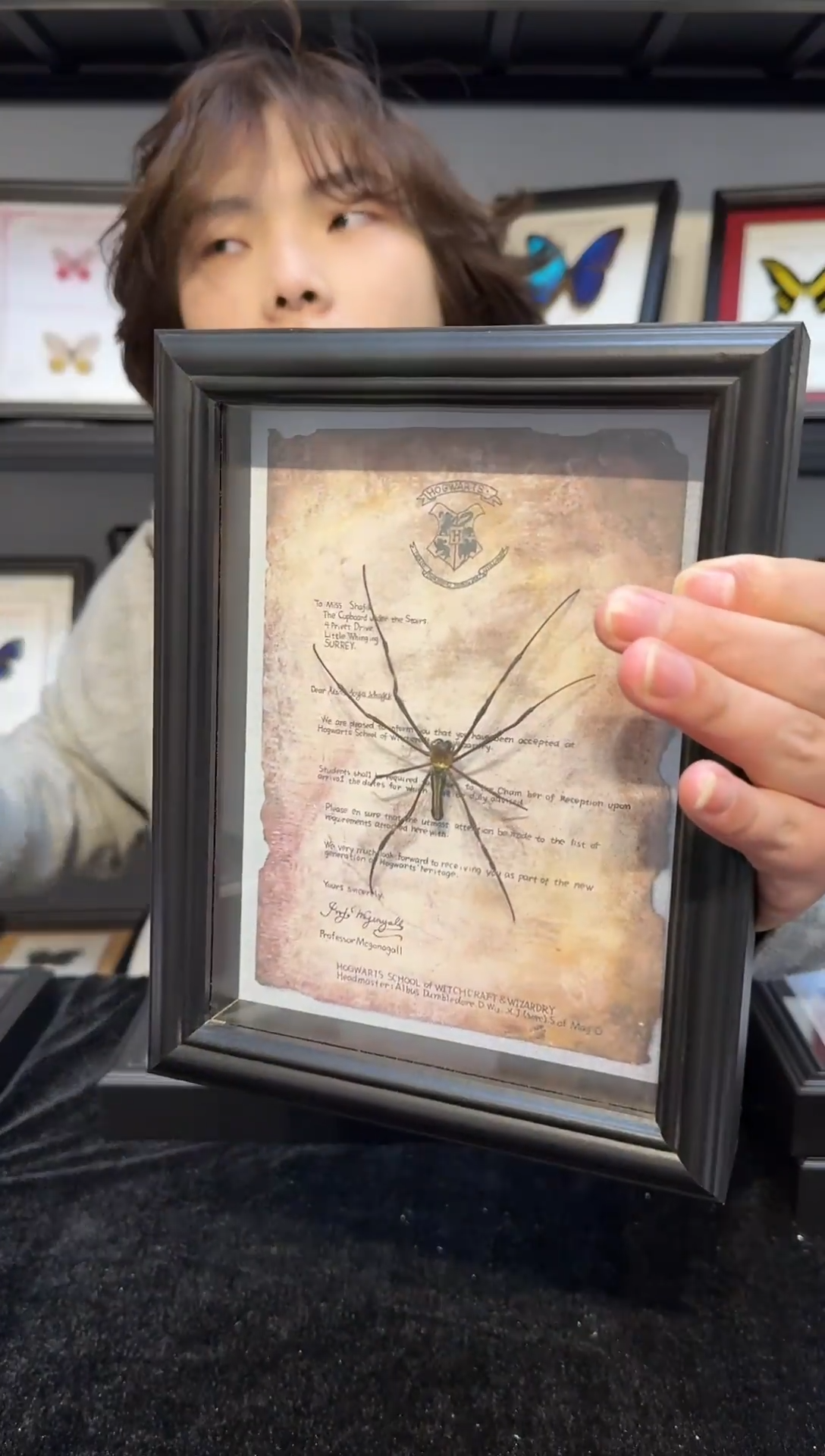 玻璃真实蝴蝶标本