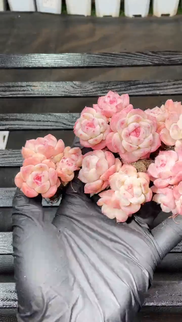 15-14粉红回忆3-4厘米不包整散量拍发一颗