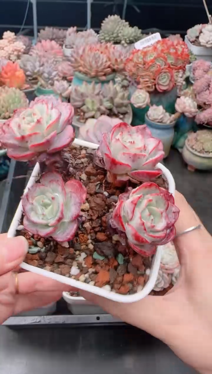 【闪购商品】5477.