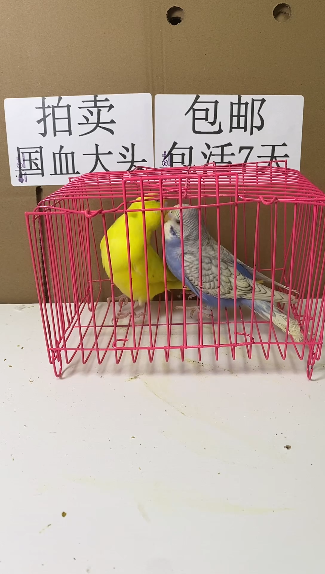 虎皮鹦鹉大头一对